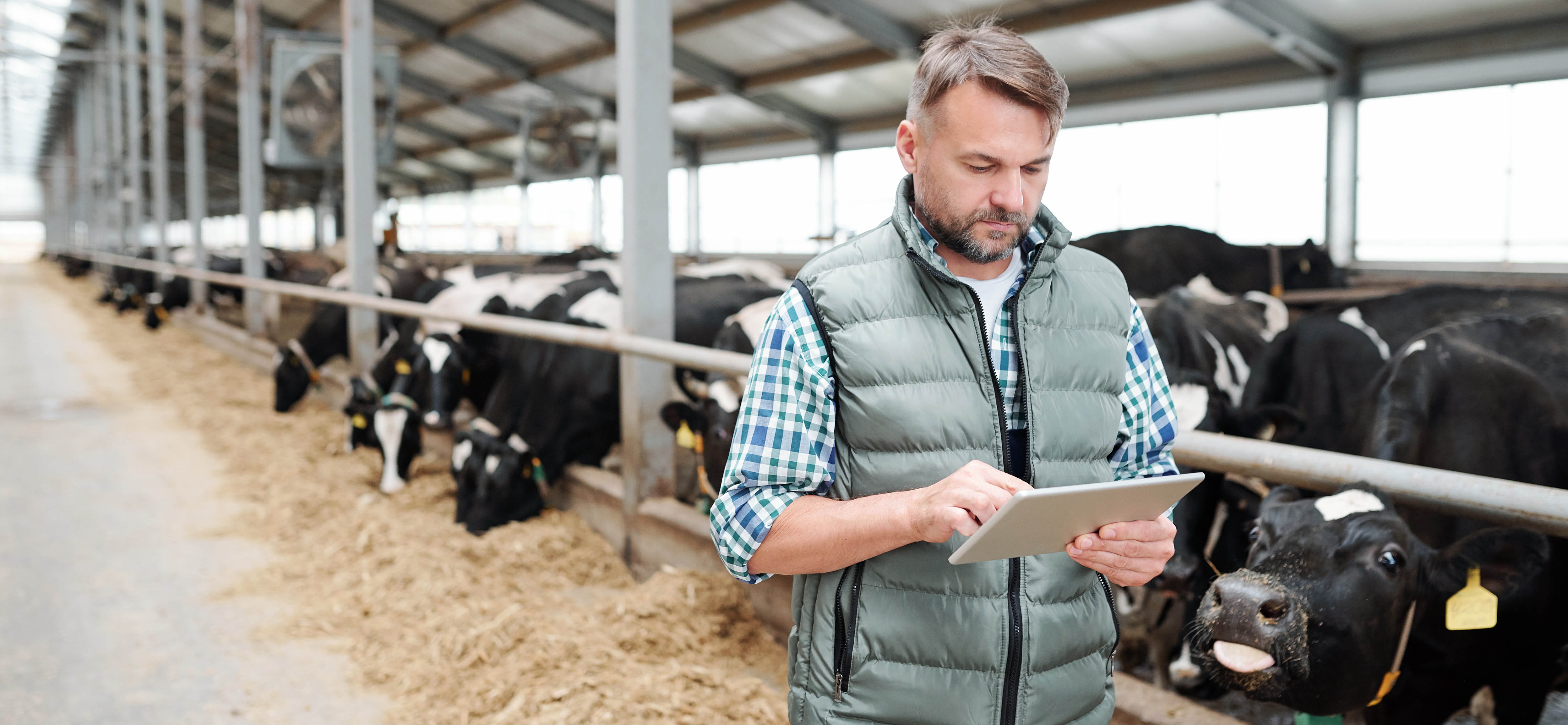Man on farm using digital tablet while searching for online information