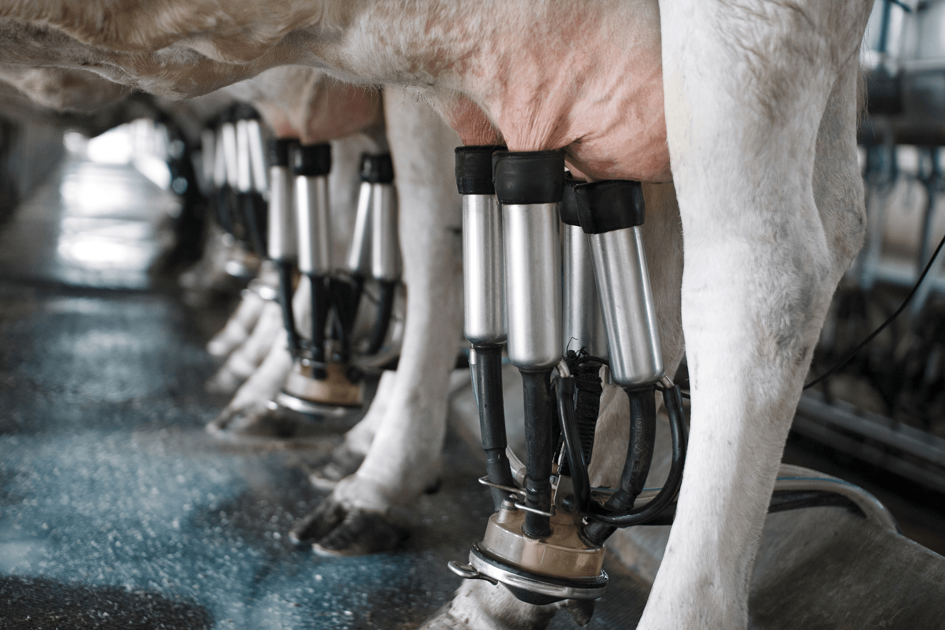 dairy-solutions-GettyImages-466833697_sRGB-READY
