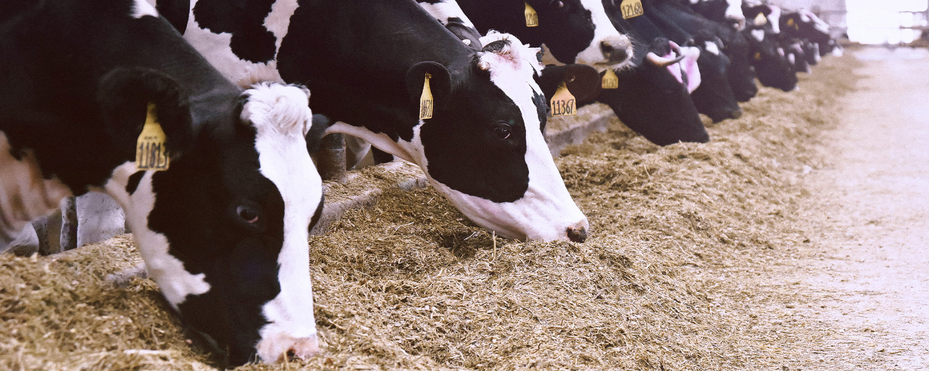 Dairy cows eating