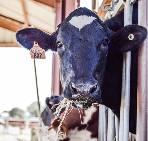 Cow
