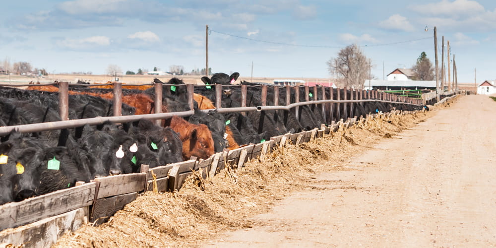 Cattle feedyard