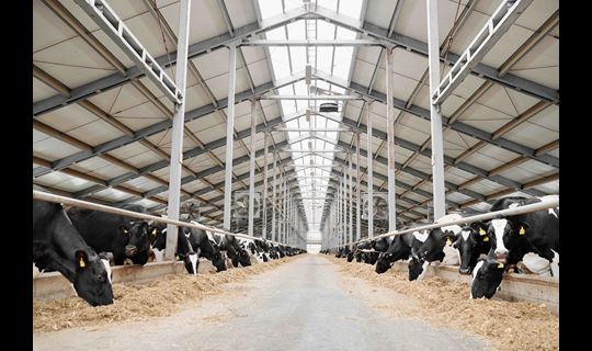 dairy cattle feeding
