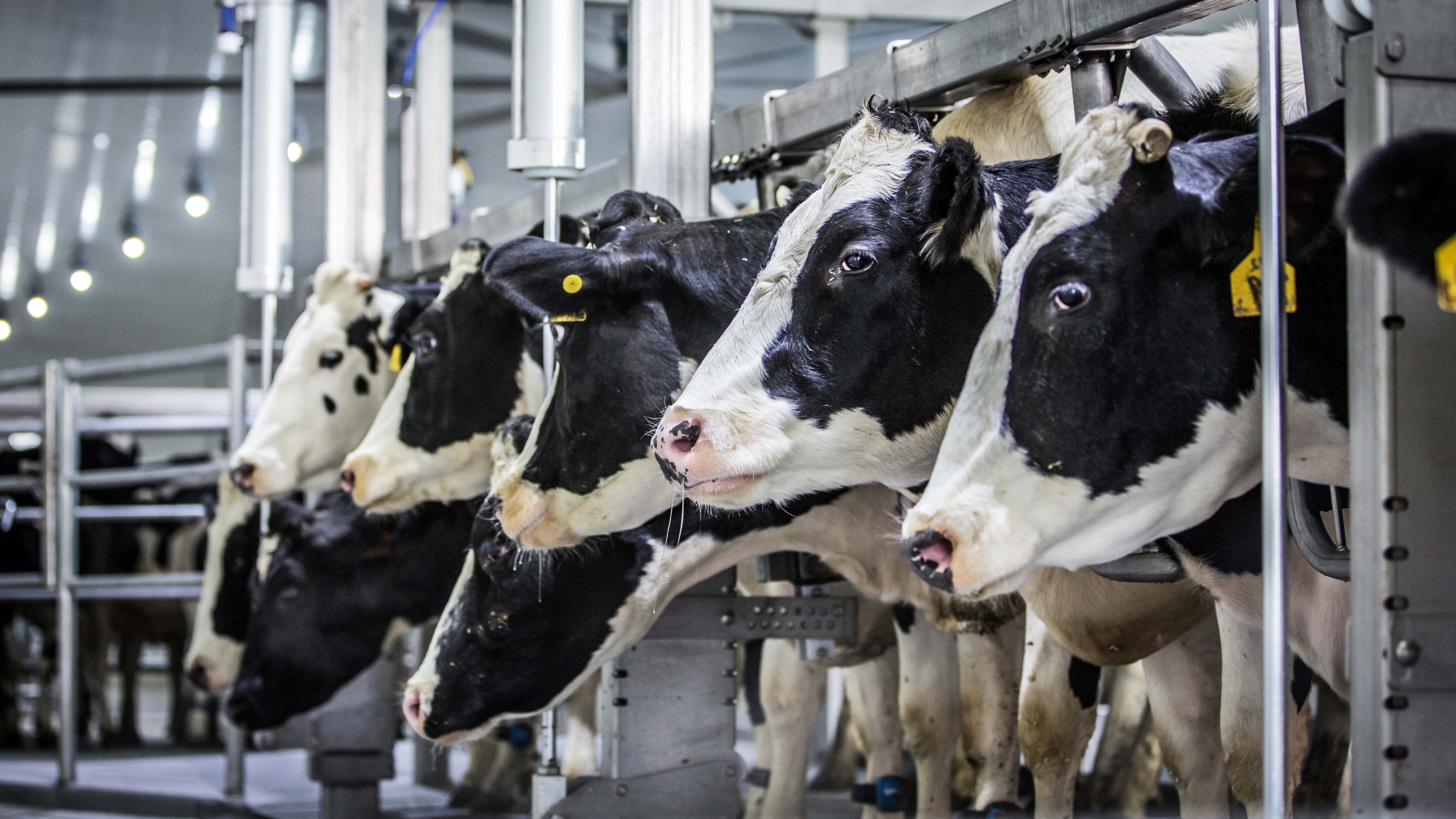 dairy cows drinking water