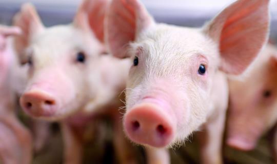 Group of pigs in a barn setting