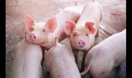 Young pigs group